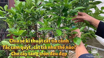 Chia sẻ kĩ thuật cắt tỉa cành tắc cam quýt,trồng trong chậu. cây tàng tròn đều đẹp. Ra hoa đậu trái
