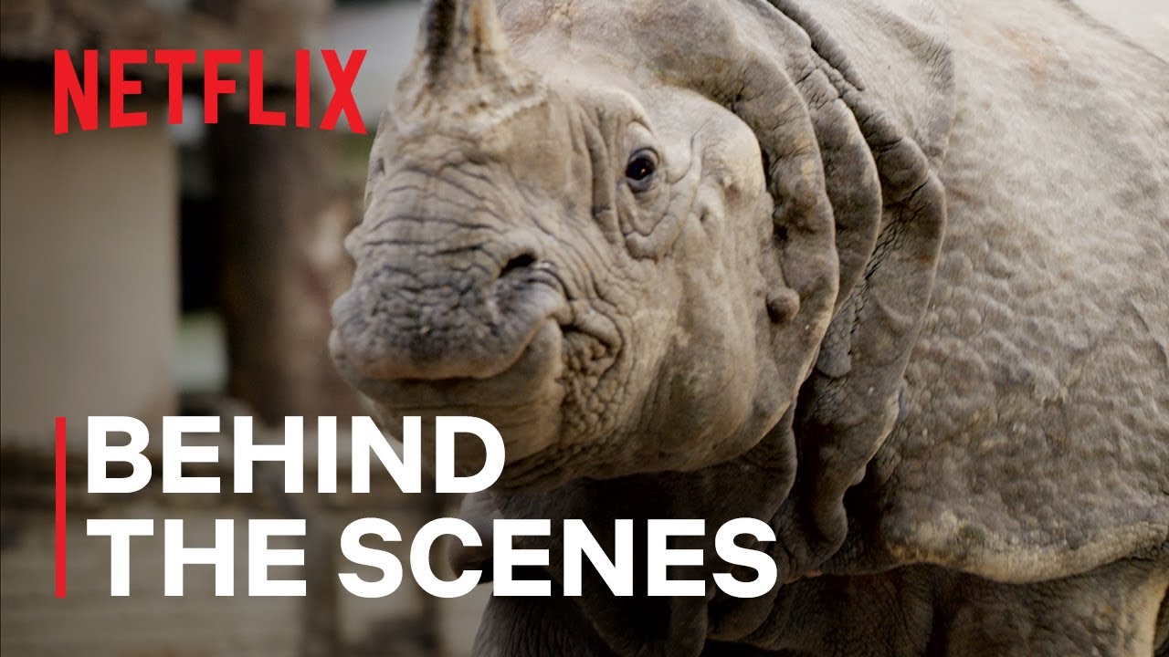 Rhinos Roaming: A Look Behind the Scenes