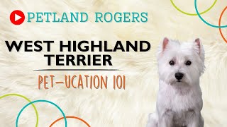 Everything you need to know about West Highland Terrier puppies!