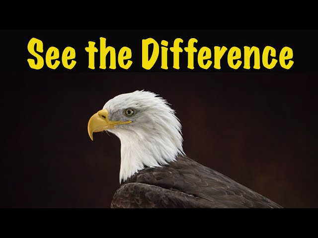 Bald Eagle ...This part is best to see in high speed time lapse.