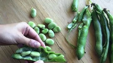 How to Double-Shell Fava Beans | Sunset