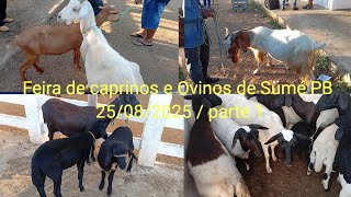 Feira De Caprinos E Ovinos De Sumé Pb 25082025 Parte 1