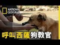 「常被訓練成鬥犬的大丹狗，西薩會如何幫助狂暴咬人的狗狗建立自信、灌輸牠正確的能量」【呼叫西薩狗教官】短片精華版