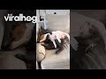 Cat Showering Her Dog Sibling with Love || ViralHog