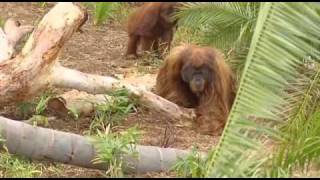 Orangutan causes evacuation at Adelaide Zoo