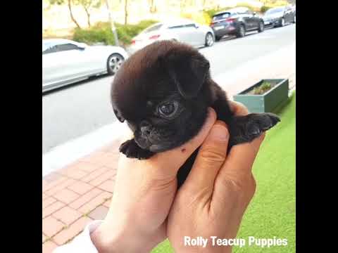 Vidéo: Teacup Yorkies vs Teacup Chihuahua