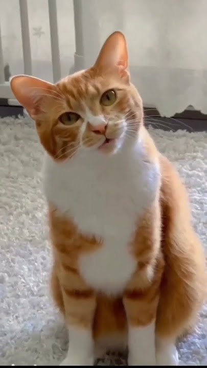 Dia mencoba berbicara 😆 kamu seharusnya mengatakan meowwww meng bukan 'haheng' 😅 #shorts #yearofyou #catvideos