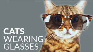 Cute cats wearing glasses - funny cat video