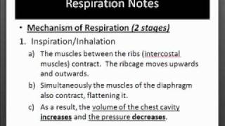 Respiration Notes