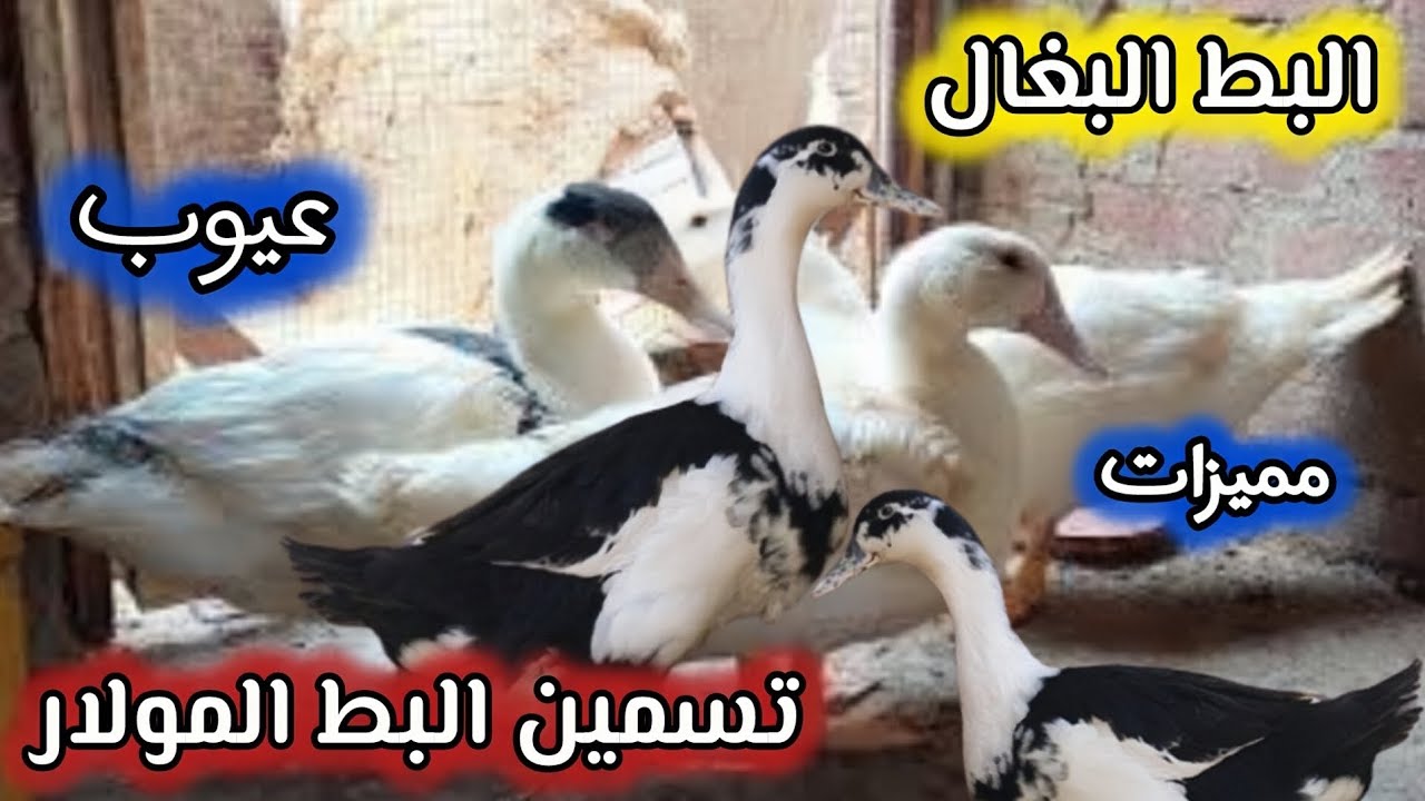 ملخص و أسرار تسمين البط المولار البغال من عمر يوم للنهاية 🦆تربية البط المولار 
