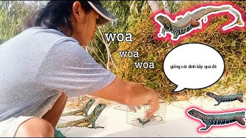 Một ngày đặt bẫy bắt dông cát(kỳ nhông cát).One day,he set a trap tocatchsandstorms(sandsalamanders)