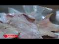 lin-pack ZK 240 VACUUM PACKING MACHINE pig ear with Circular feeder