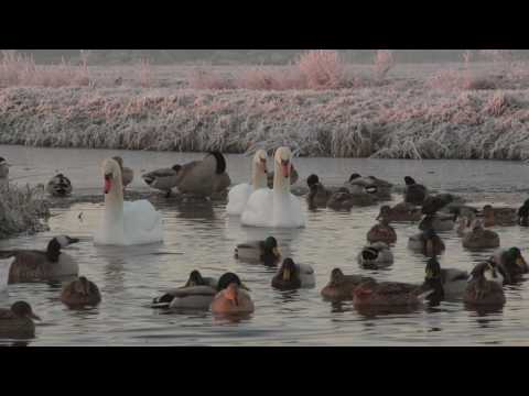 Video: Watervogels