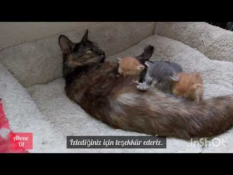 Video: Famotidin (Pepcid) - Evcil Hayvan, Köpek Ve Kedi İlaç Ve Reçete Listesi