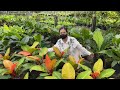 My Plantita Journey Vlog #132 || Back to RG Nursery in Bulacan. Beautiful, well maintained plants.