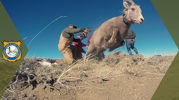 Bighorn Sheep Study - Encampment, Wyoming