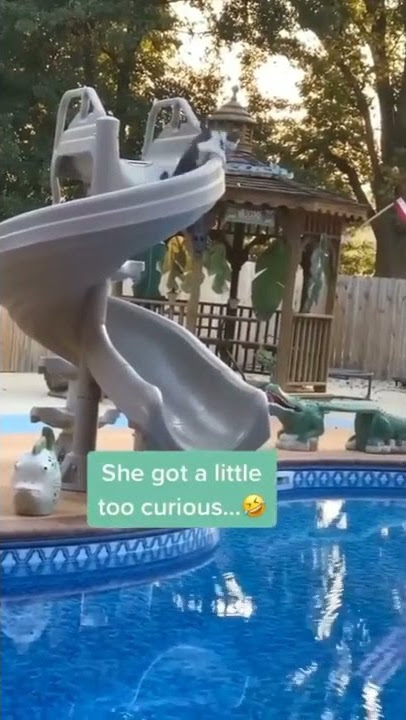 Kucing Jatuh di Perosotan Masuk Air