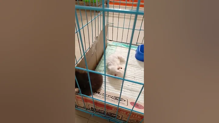 Video 9006601: persian cats kittens kitty, persian cat newborn kittens, persian cat baby kitten