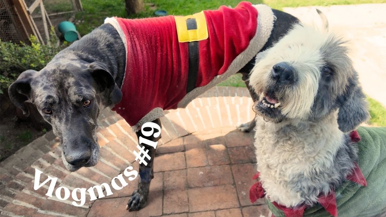 VLOGMAS 19 | Regalos de Navidad Adelantados | Lave el sotano