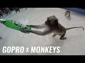 GoPro Monkeys in Thailand 2016