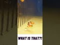 What is that! #what #whatintheworld #that #fish #swimming #coulditbe #whatsthat #swim #seacreatures