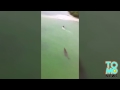 VIDEO: Un touriste échappe de peu à une attaque de crocodile