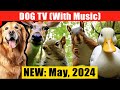Videos for Dogs (12 Hours of Relaxing Dog TV with Birds,Calming Music for Pets to Watch) No Ads Live