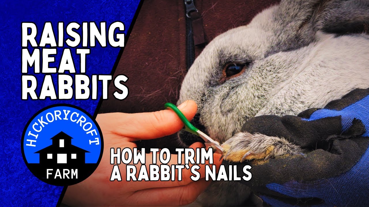 Raising MEAT RABBITS| How to Trim A Rabbits Nails