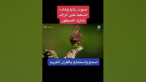 تلاوة خاشعة من اواخر سورة الحشر للقارئ الشيخ/مصطفي حمود        من مسجد الرحمة تراويح 1444ه