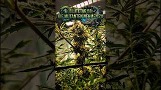 Blütetag 58: Die Mutanten übernehmen den Grow! 🐊😱 #green #grow #420 #Mutant
