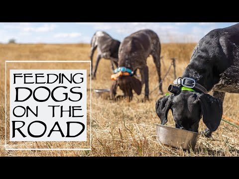 Video: Câine de sănătate: Ce să hrănești un câine de vânătoare de mare putere