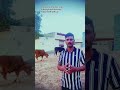 Haryana Dairy Farm #cow #cowlover #cowvideos  #buisness #buisnessideas #buisnesstips #buisnessfacts