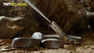 Daha Önce Tüküren Kobra Gördünüz Mü?