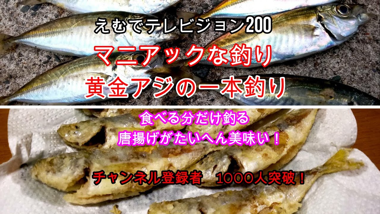 えむでテレビジョン0 マニアックな釣り 黄金アジの一本釣り 食べる分だけ釣る 唐揚げがたいへん美味い チャンネル登録者1000人突破 アジング Youtube