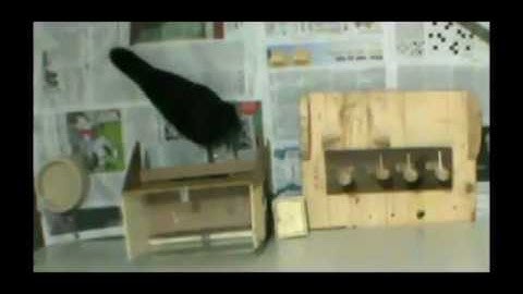 Compound tool construction by New Caledonian crows