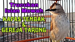 Trocok Garuda super NGOTOT isian Gereja Tarung & Kapas Tembak. Mewah Lurrr