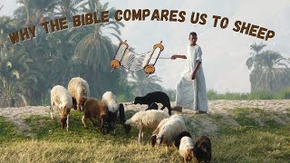 5 Reasons Why God Compares Us to Sheep In The Bible