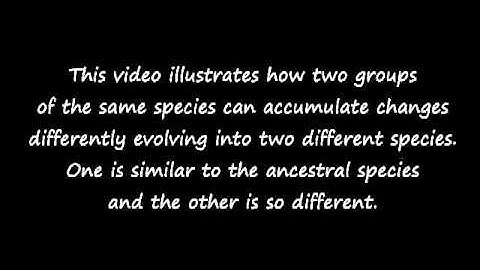 Micro and Macro Evolution