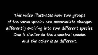Micro and Macro Evolution