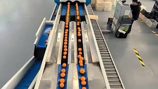 Orange 2 lane sorting line