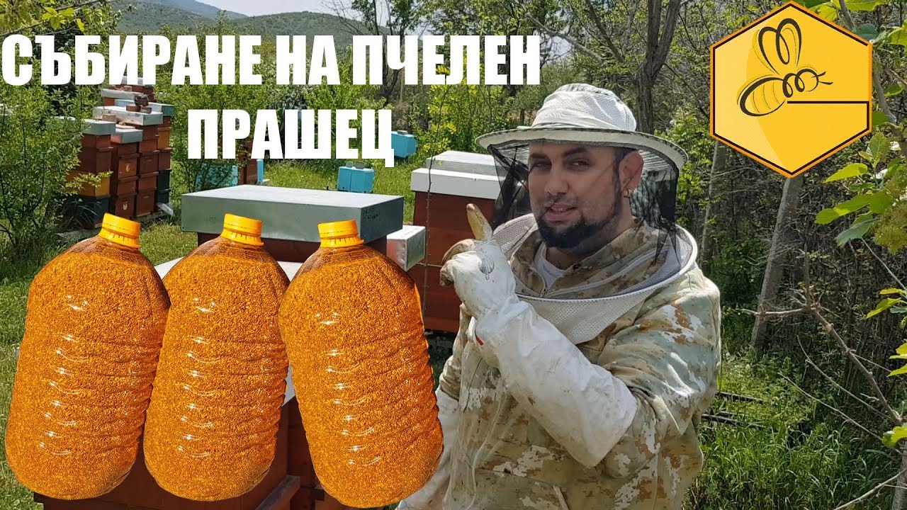 Събиране на пчелен прашец