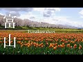 [桜ドローン撮影4K]富山県朝日町の春の四重奏 Short Version｜桜ドローンプロジェクト