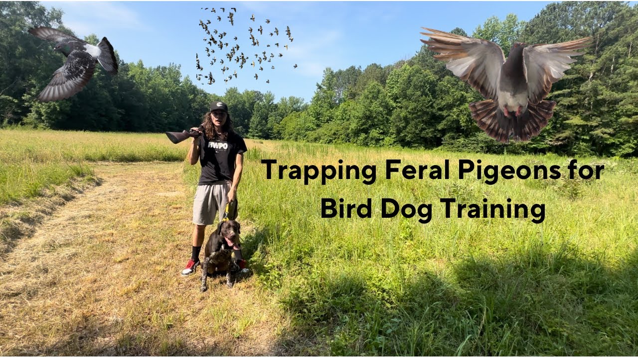 Trapping & Shooting Feral Pigeons!!! (Bird Dog Training)