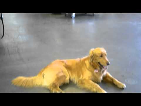 Automotive Repair Orangevale Ca