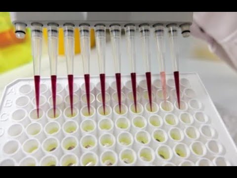MTT Assay