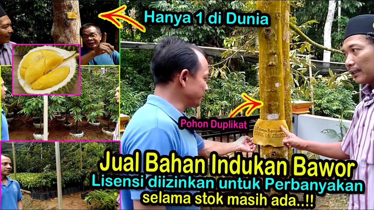 Bibit durian Bawor (Kromo Banyumas) WA-0877-2603-5000