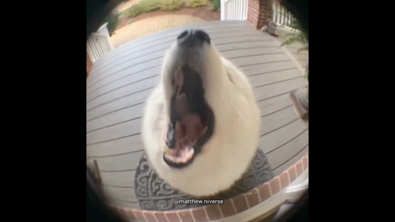 Singing Dog At Doorbell 