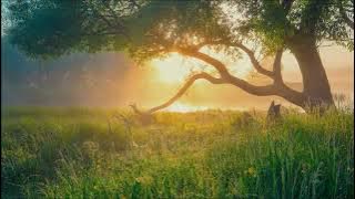 Indie folk acoustic compilation — 14 gentle tracks