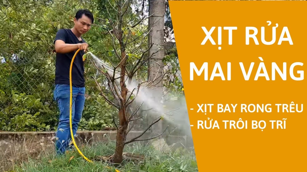 DIỆT BỌ TRĨ VÀ RONG RÊU TRÊN THÂN CÂY MAI VÀNG BẰNG MÁY XỊT ÁP LỰC ...