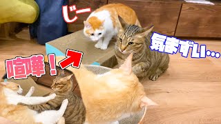 夫婦喧嘩を子供に見られ気まずくなっちゃう猫たち